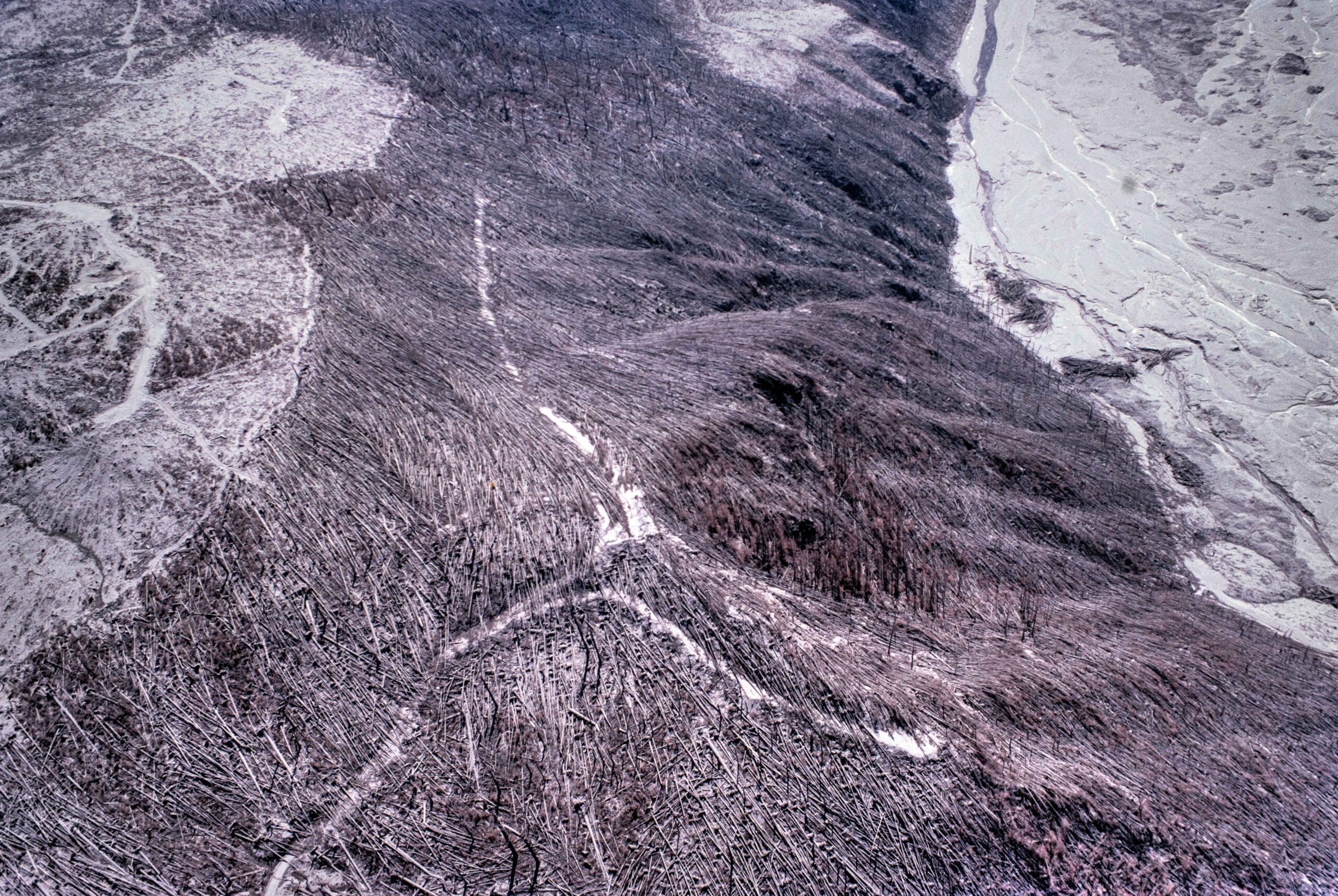 Fallen trees on Mount St Helens that from the air resemble animal fur.