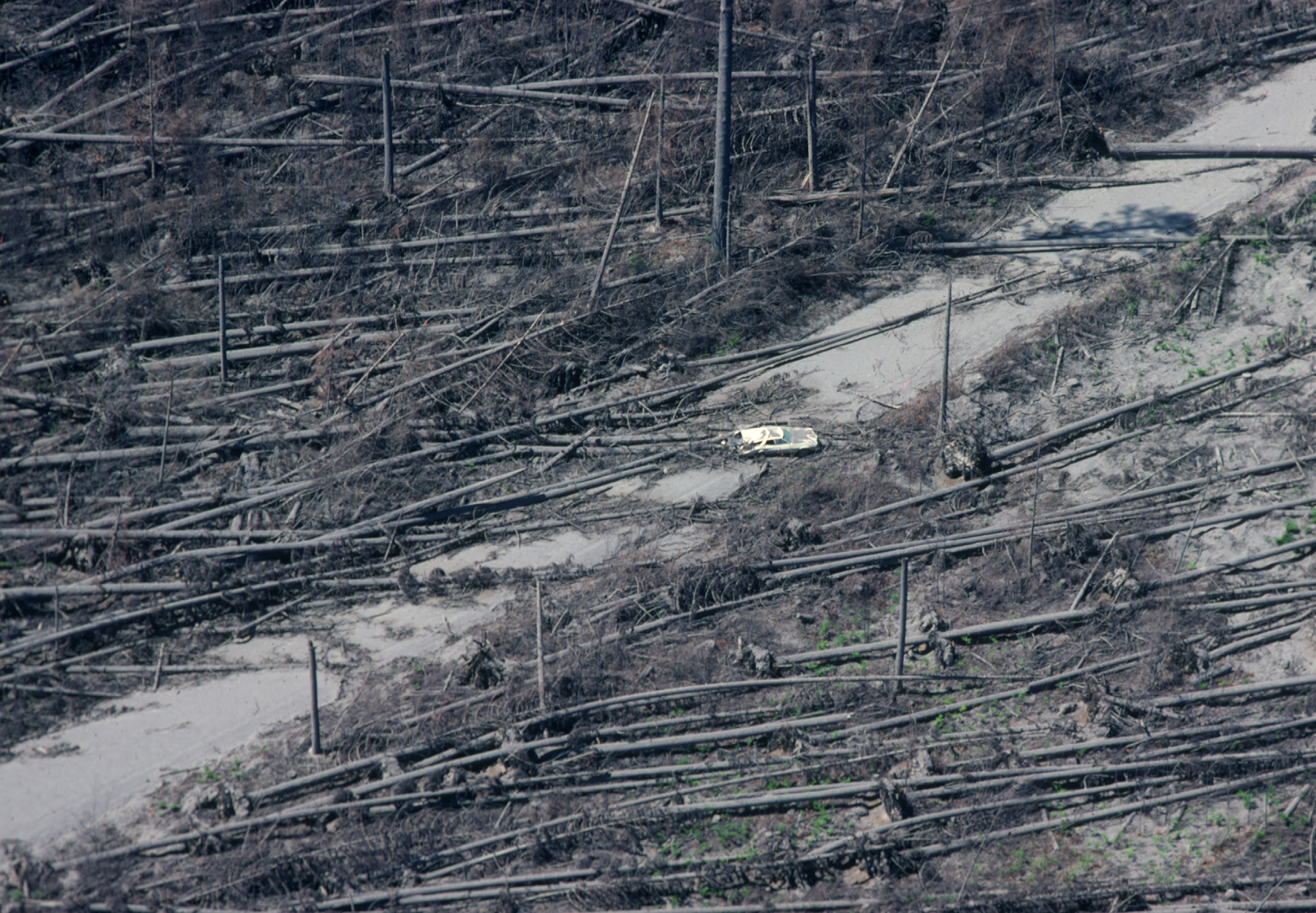 Car trapped among fallen trees at Mount St Helens after the 1980 eruption.
